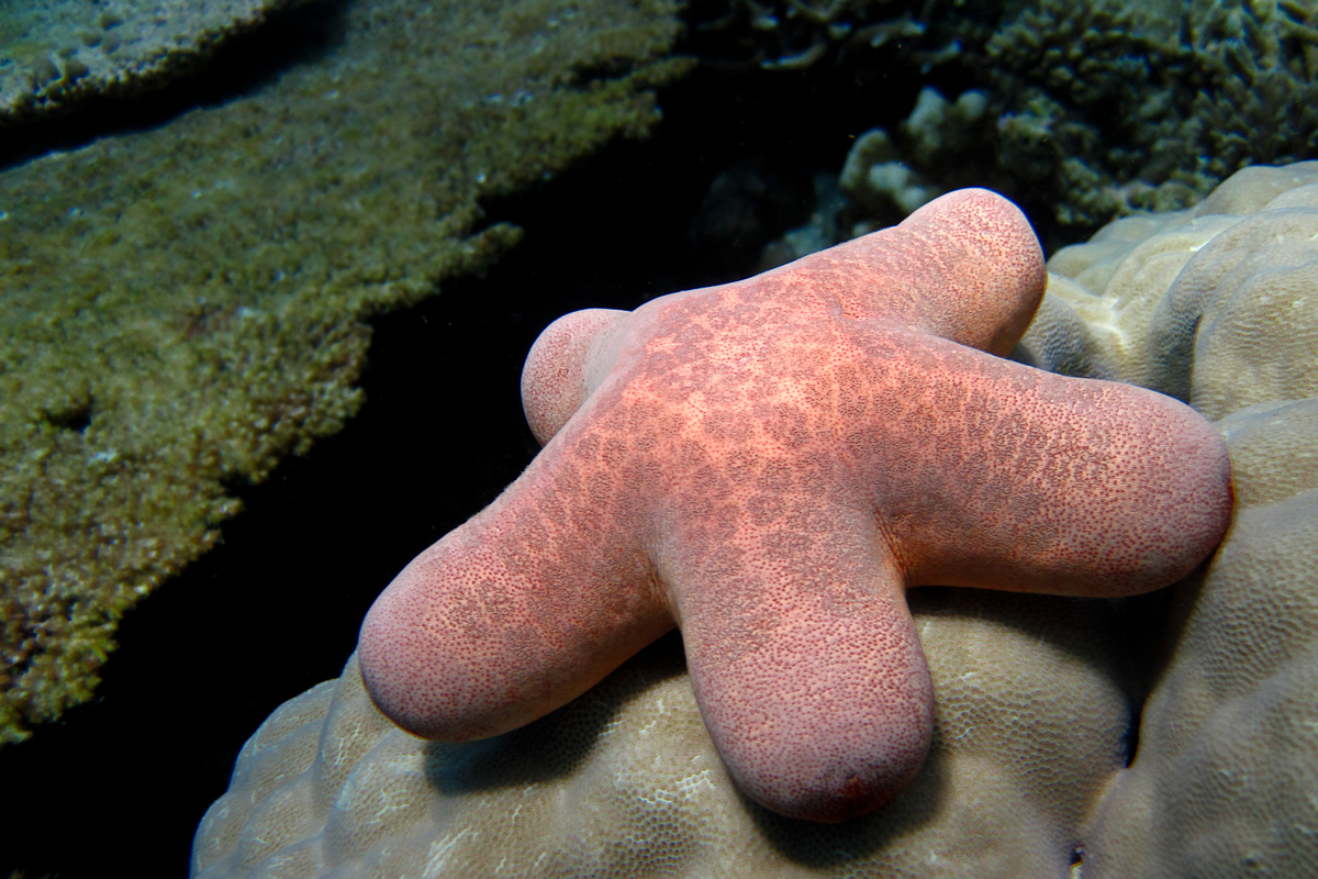 Thick starfish lying on coral