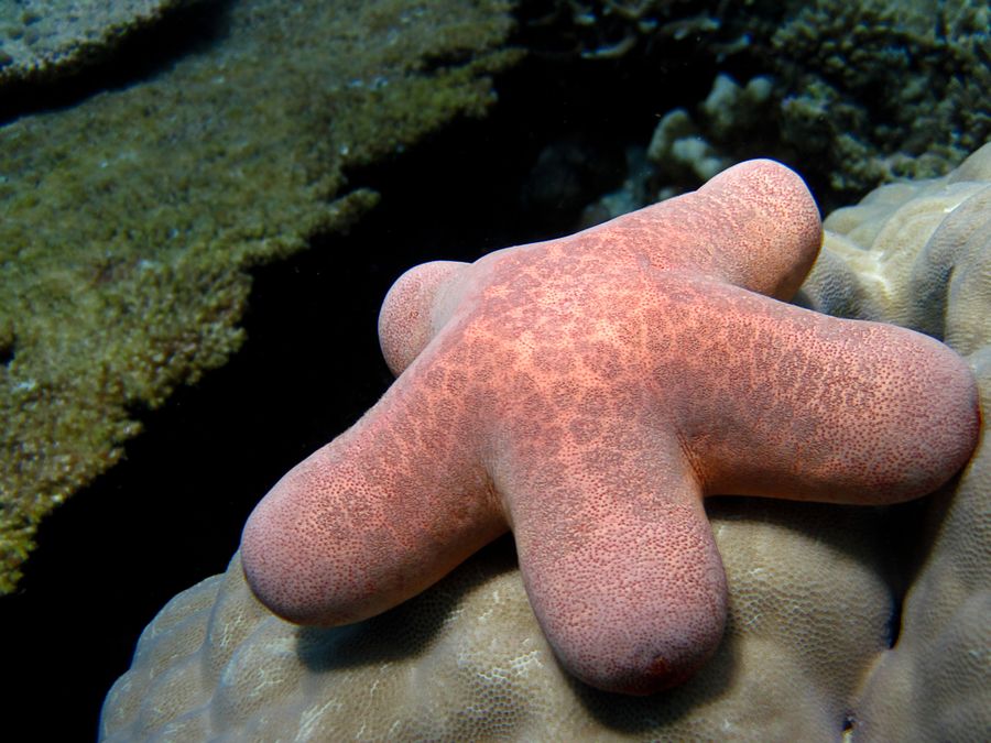 What Is a Starfish, Really?