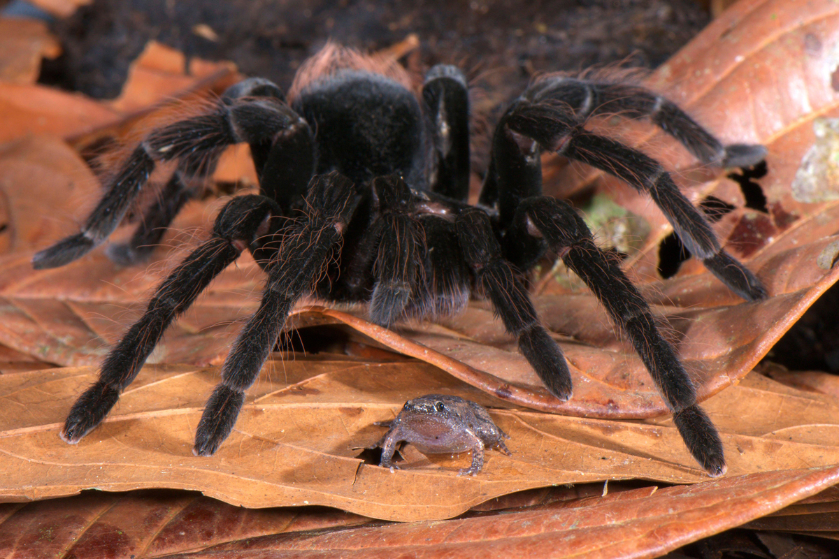 Tarantula with a small frog