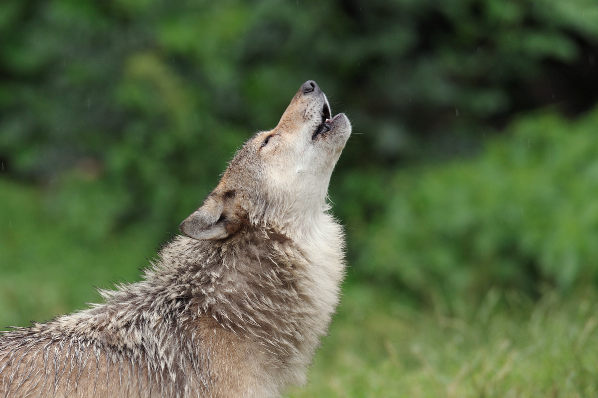 Wolf howling
