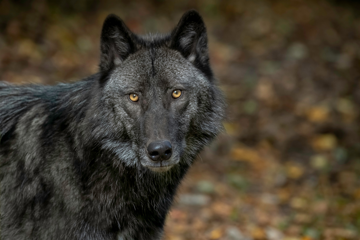 Closeup of a dark gray/black wolf with amber-colored eyes
