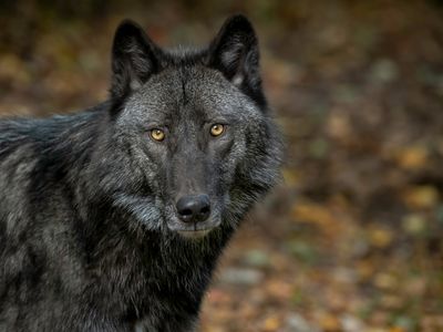 Do ‘Lone Wolves’ Actually Exist?