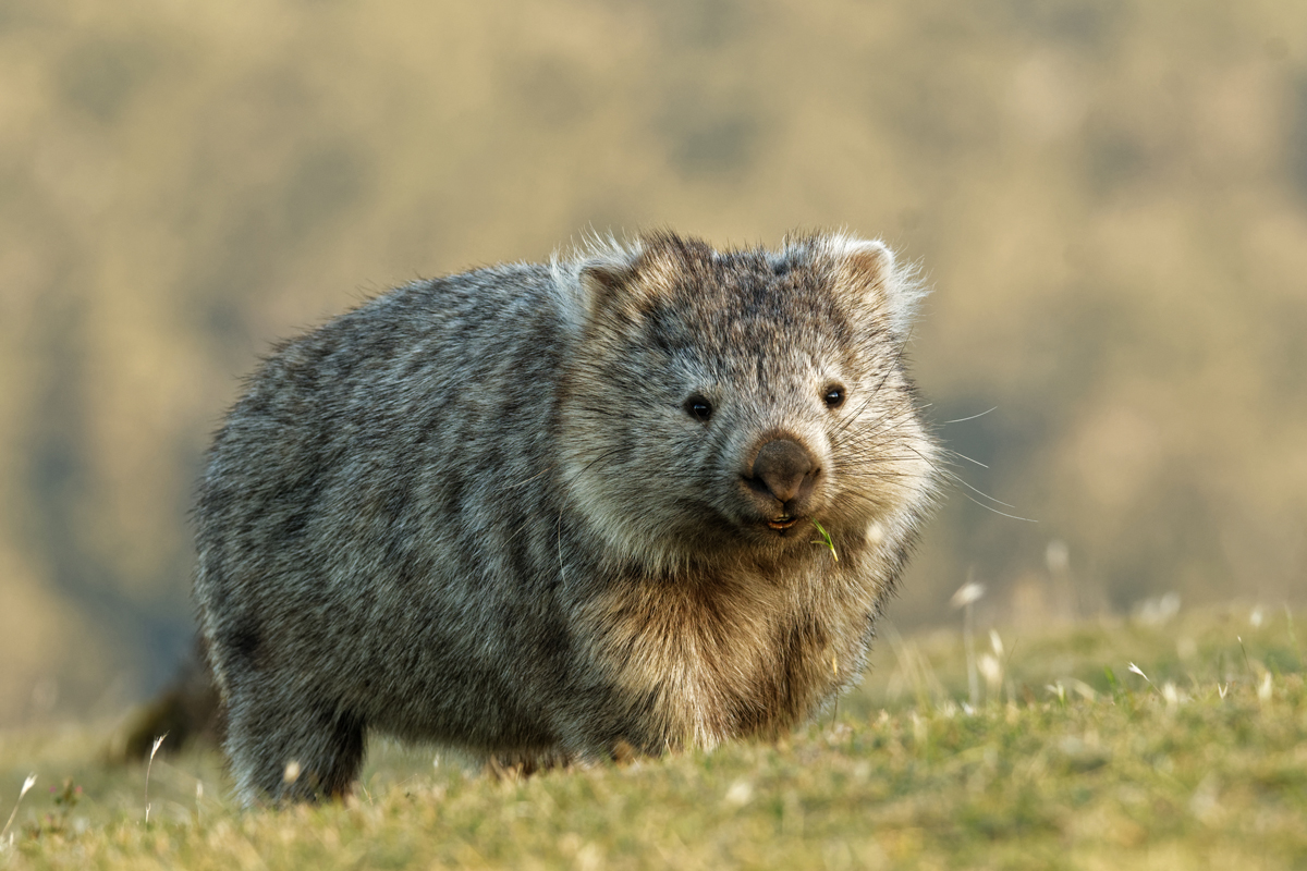 Wombat walking