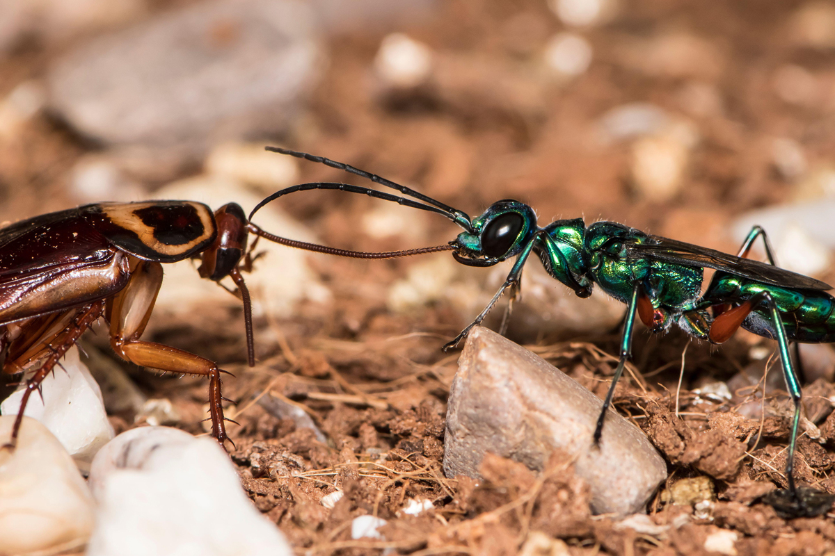 Jewel wasp and cockroach facing each other
